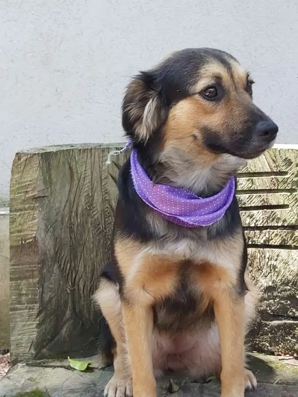 Cachorro ra a srd idade 1 ano nome Pan