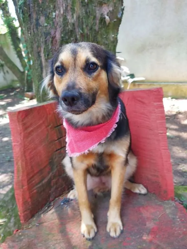 Cachorro ra a srd idade 1 ano nome Pan