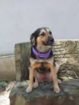 Pan