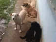Bobe,mile,jasmins,
