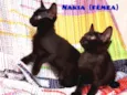 Nakia e Shuri