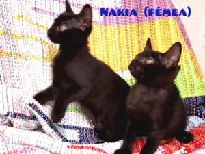 Gato raça SRD idade 2 a 6 meses nome Nakia e Shuri