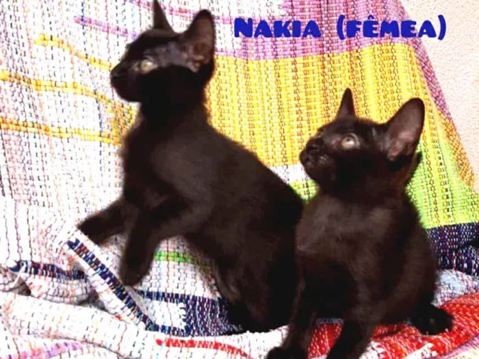 Gato ra a SRD idade 2 a 6 meses nome Nakia e Shuri