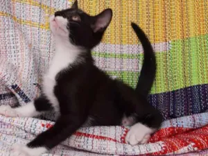 Gato raça SRD idade 2 a 6 meses nome Peter