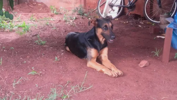 Cachorro ra a Mestiça pastor idade 3 anos nome Nina