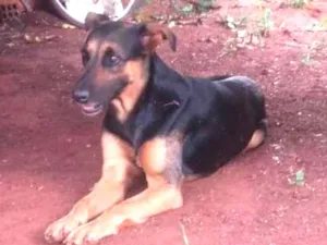 Cachorro raça Mestiça pastor idade 3 anos nome Nina