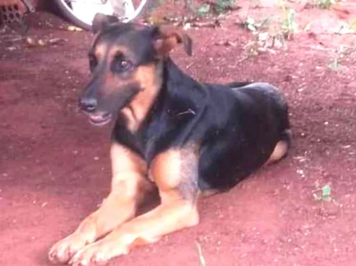 Cachorro ra a Mestiça pastor idade 3 anos nome Nina