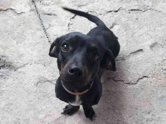 Cachorro ra a Vira lata com salsicha  idade 1 ano nome Pitty