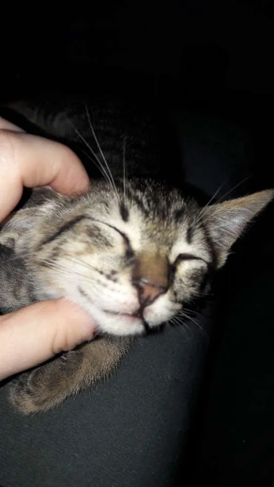 Gato ra a SRD idade 2 a 6 meses nome Tigrão 