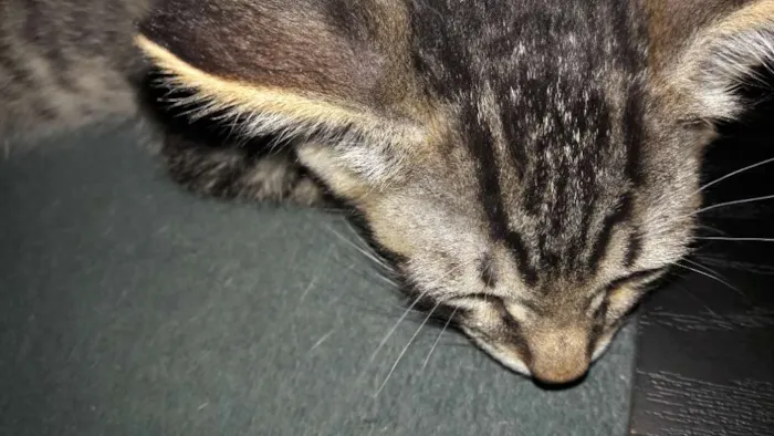 Gato ra a SRD idade 2 a 6 meses nome Tigrão 
