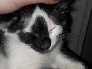 Gato raça SRD idade 2 a 6 meses nome Agostinho 