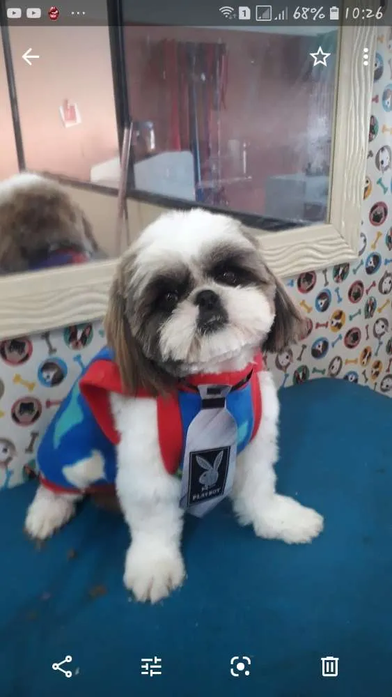 Cachorro ra a Shitzu  idade 1 ano nome Pipoca