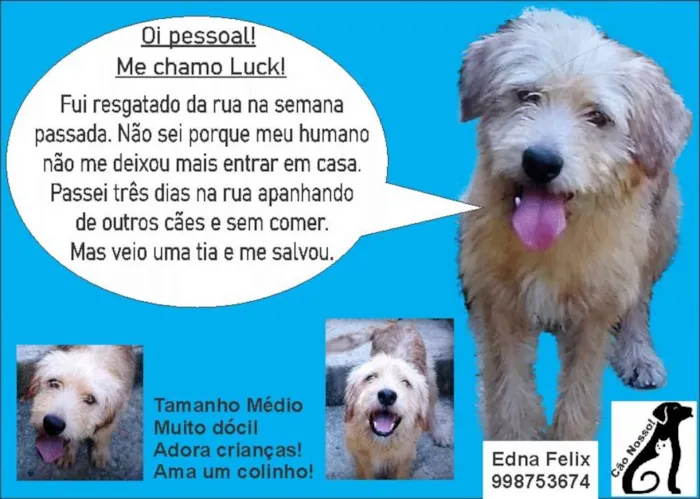 Cachorro raça Srd idade 1 ano nome Luck