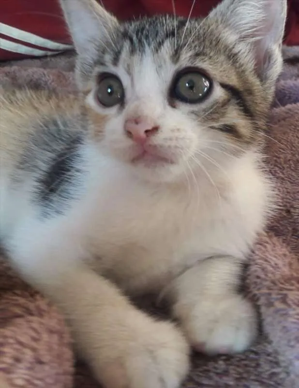 Gato ra a SRD idade 2 a 6 meses nome Manu