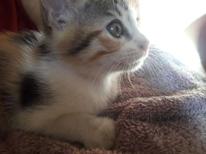 Gato ra a SRD idade 2 a 6 meses nome Manu