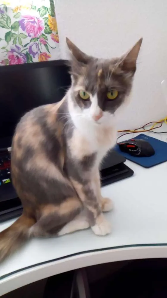 Gato raça  RSD idade 1 ano nome Polly