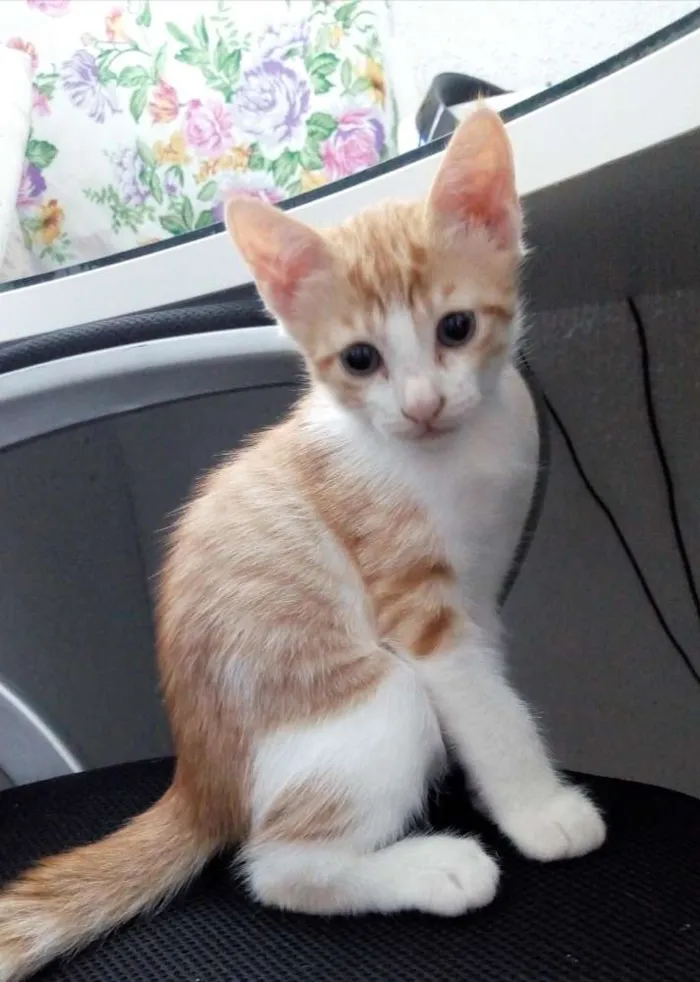Gato raça RSD idade Abaixo de 2 meses nome Gatinho