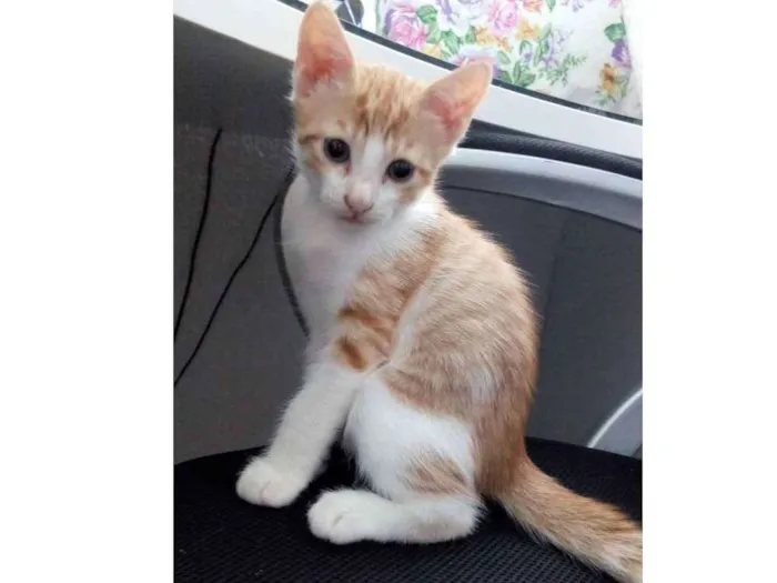 Gato raça RSD idade Abaixo de 2 meses nome Gatinho