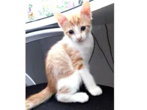 Gato raça RSD idade Abaixo de 2 meses nome Gatinho