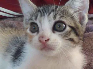 Gato raça SRD idade 2 a 6 meses nome Manu