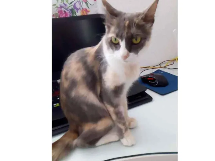 Gato raça  RSD idade 1 ano nome Polly