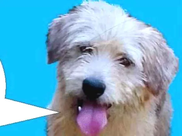 Cachorro raça Srd idade 1 ano nome Luck