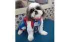 Pipoca