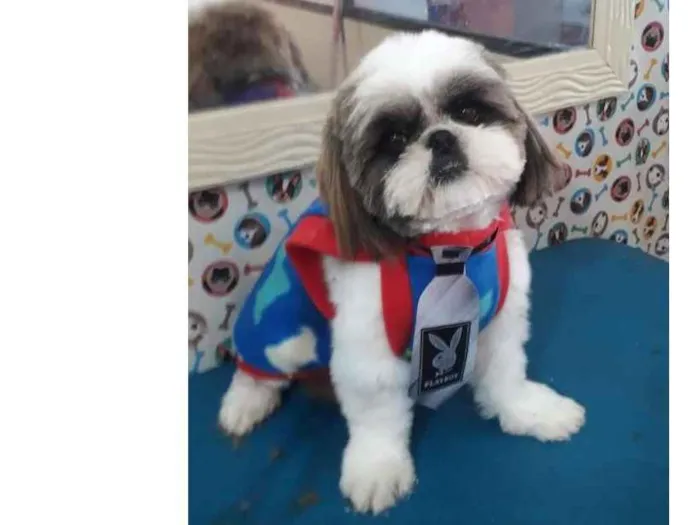 Cachorro ra a Shitzu  idade 1 ano nome Pipoca