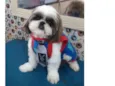 Pipoca