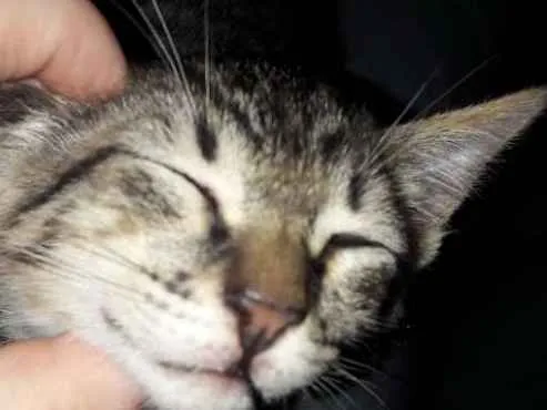 Gato ra a SRD idade 2 a 6 meses nome Tigrão 