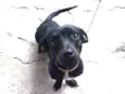 Pitty