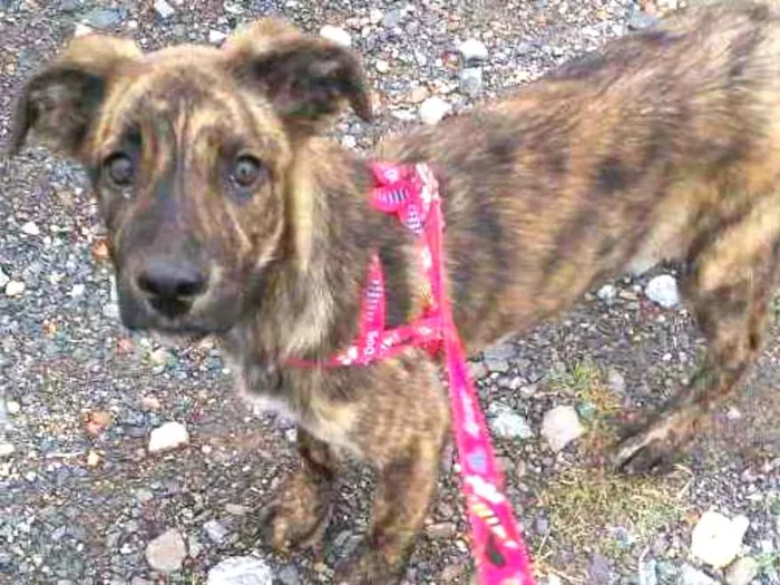 Cachorro ra a Filha de pastora alemã idade 2 a 6 meses nome Madona etc...