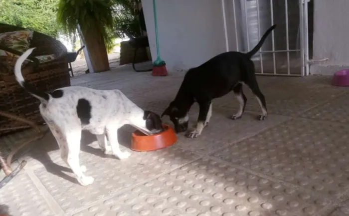 Cachorro ra a SRD idade 2 a 6 meses nome Lindas filhotes 