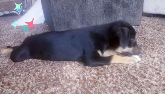 Cachorro ra a SRD idade 2 a 6 meses nome Lindas filhotes 