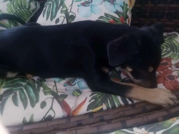 Cachorro ra a SRD idade 2 a 6 meses nome Lindas filhotes 