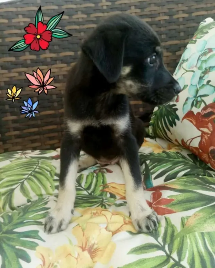 Cachorro ra a SRD idade 2 a 6 meses nome Lindas filhotes 