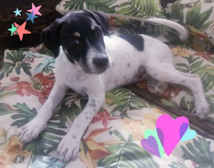 Cachorro ra a SRD idade 2 a 6 meses nome Lindas filhotes 