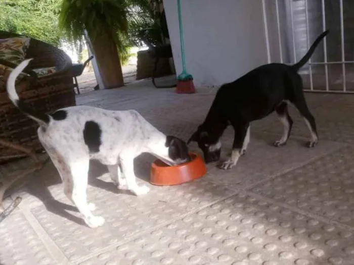 Cachorro ra a SRD idade 2 a 6 meses nome Lindas filhotes 