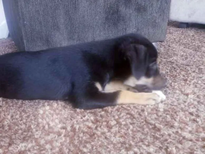 Cachorro ra a SRD idade 2 a 6 meses nome Lindas filhotes 