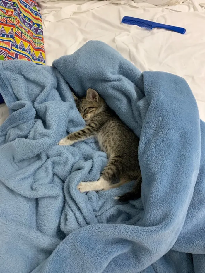 Gato ra a Srd idade Abaixo de 2 meses nome Princesa Valente 