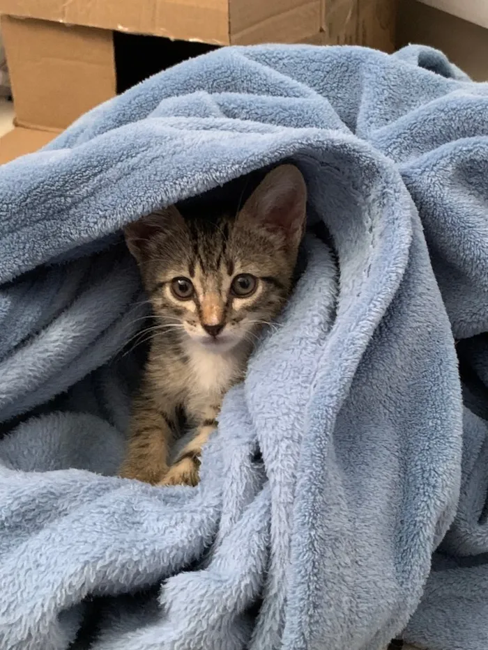 Gato ra a Srd idade Abaixo de 2 meses nome Princesa Valente 