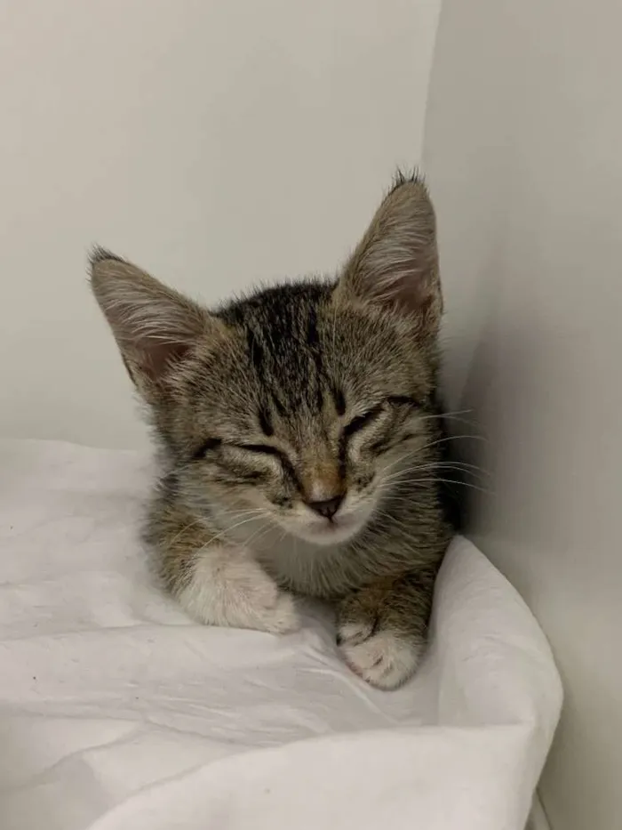 Gato ra a Srd idade Abaixo de 2 meses nome Princesa Valente 