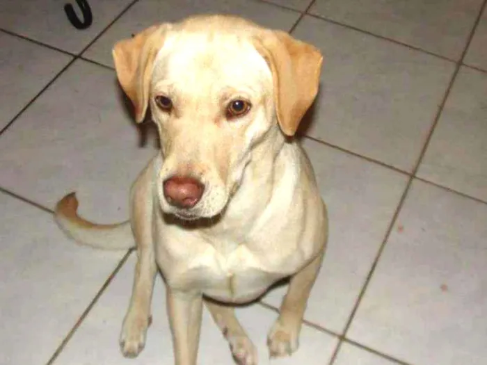 Cachorro ra a  idade 6 ou mais anos nome Pandora