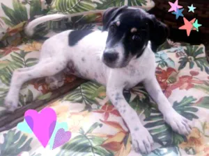 Cachorro raça SRD idade 2 a 6 meses nome Lindas filhotes 