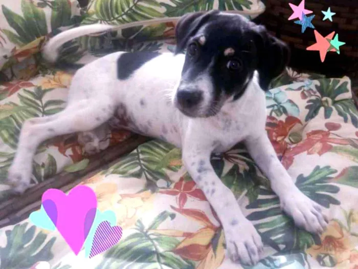 Cachorro ra a SRD idade 2 a 6 meses nome Lindas filhotes 
