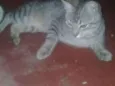 Léo