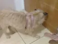 Cachorro raça Srd idade 1 ano nome Bebel