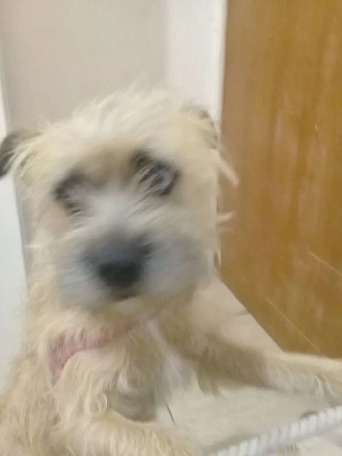 Cachorro raça Srd idade 1 ano nome Bebel