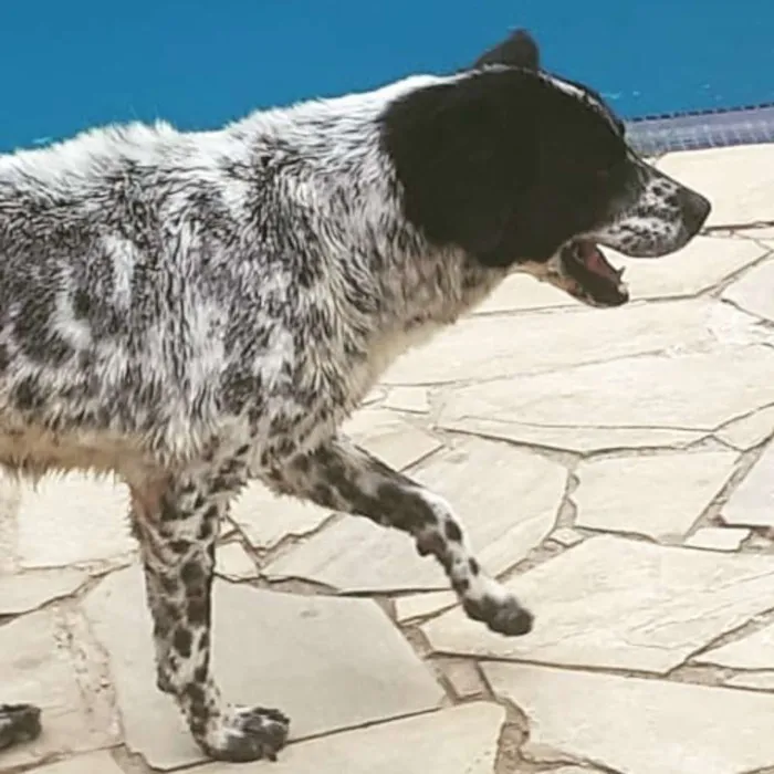 Cachorro ra a SRD idade 5 anos nome Negao