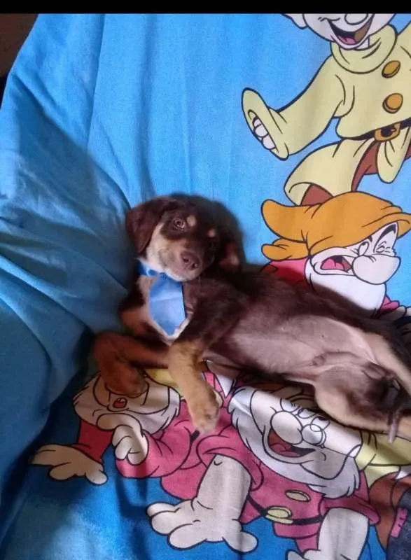 Cachorro ra a srd idade 2 a 6 meses nome Dois machinhos